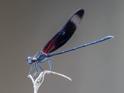 Hetaerina titia (Smoky Rubyspot) male-Album-2.jpg